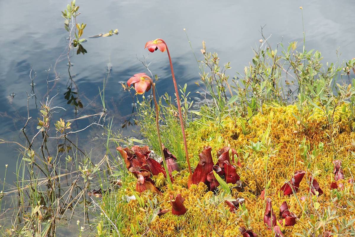 Sarracénies pourpres en fleur, au lac de la Tourbière, dans le parc national de la Mauricie, au Québec (cliché Cephas/CC).