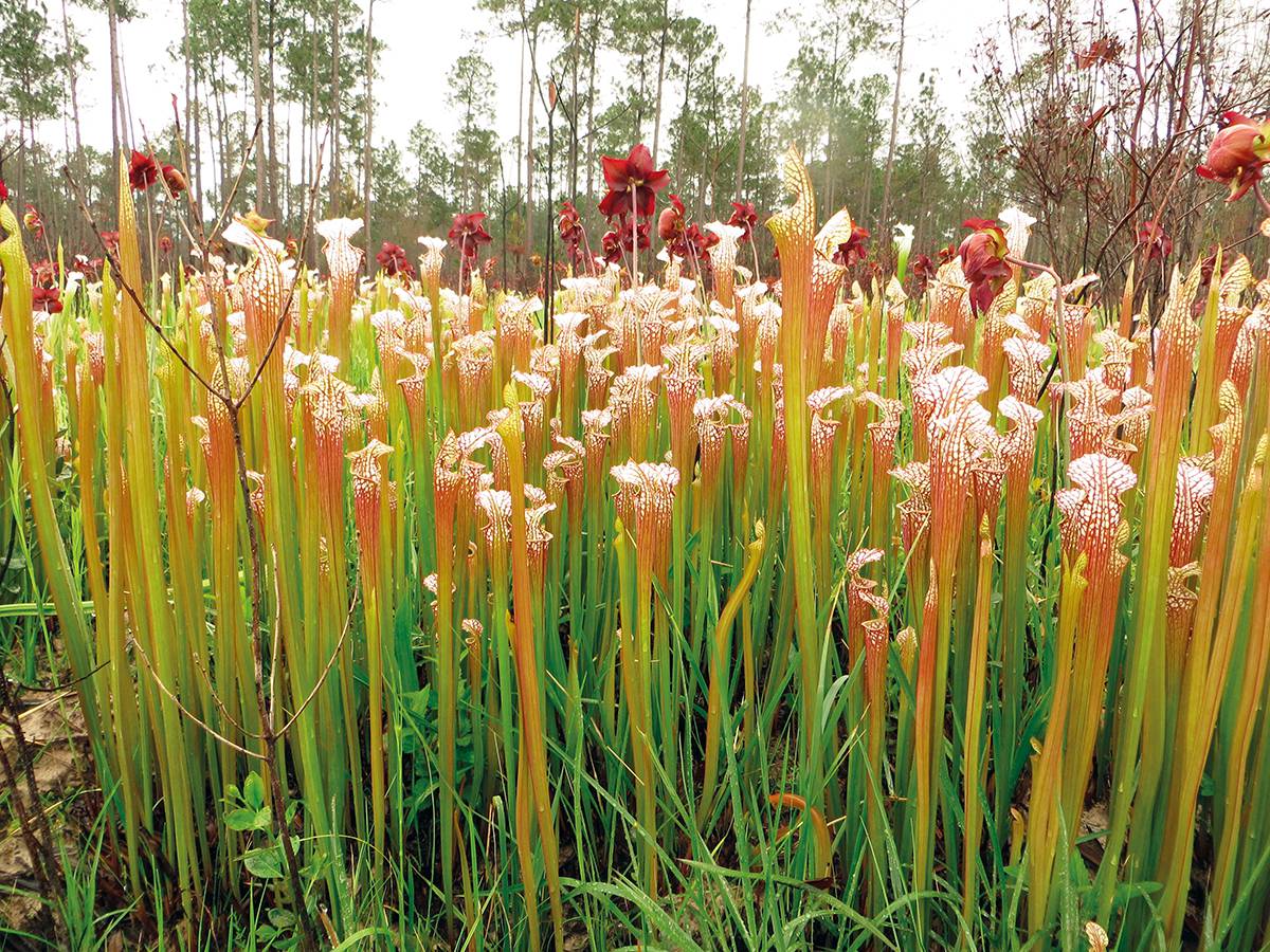 Une population dense de S. leucophylla dans une tourbière en Alabama, aux États-Unis, avec des urnes et des fleurs (cliché Tentaculata/domaine public).