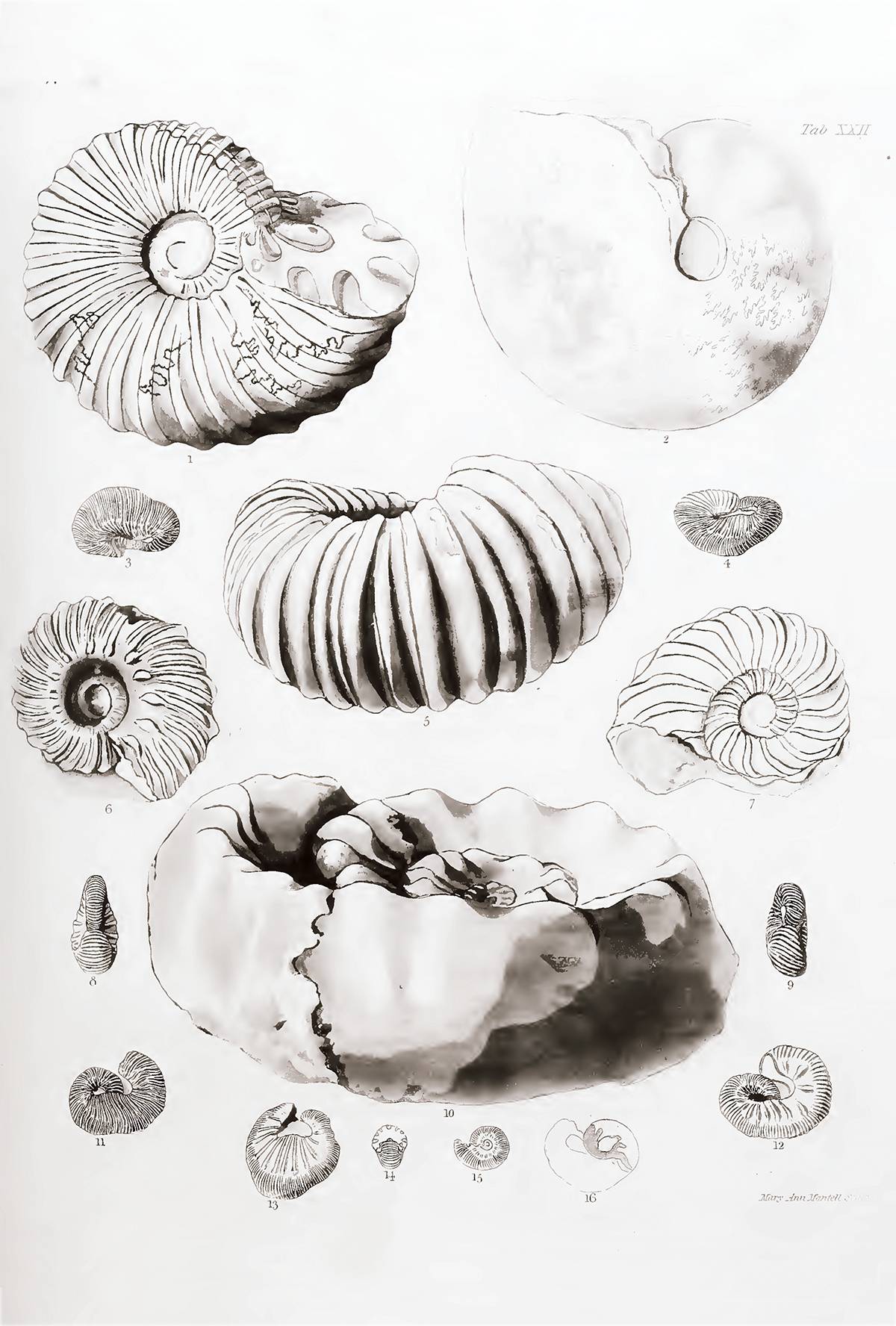 Planche réalisée (et signée, en bas à droite) par Mary Mantell et illustrant des ammonites crétacées d’Angleterre ; cette planche est issue de l’ouvrage de son mari, Gideon Mantell, The Fossils of the South Downs (1822), qu’elle a largement illustré et où elle apparaît comme illustratrice sur la page de garde.