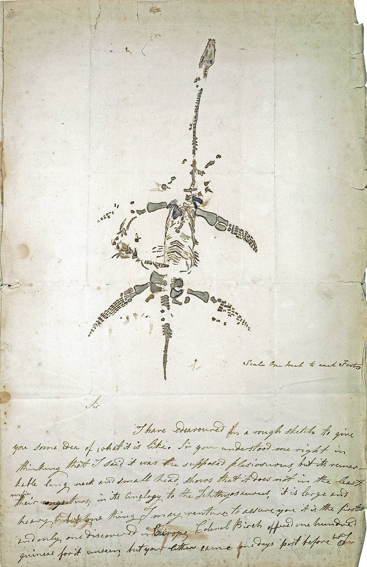 Illustration réalisée par Mary Anning du premier squelette de plésiosaure trouvé complet. Elle le découvrit en 1823 dans le Jurassique inférieur (environ -200 Ma) de Lyme Regis (Dorset) et le prépara elle-même. Cette illustration est tirée d’une correspondance personnelle.