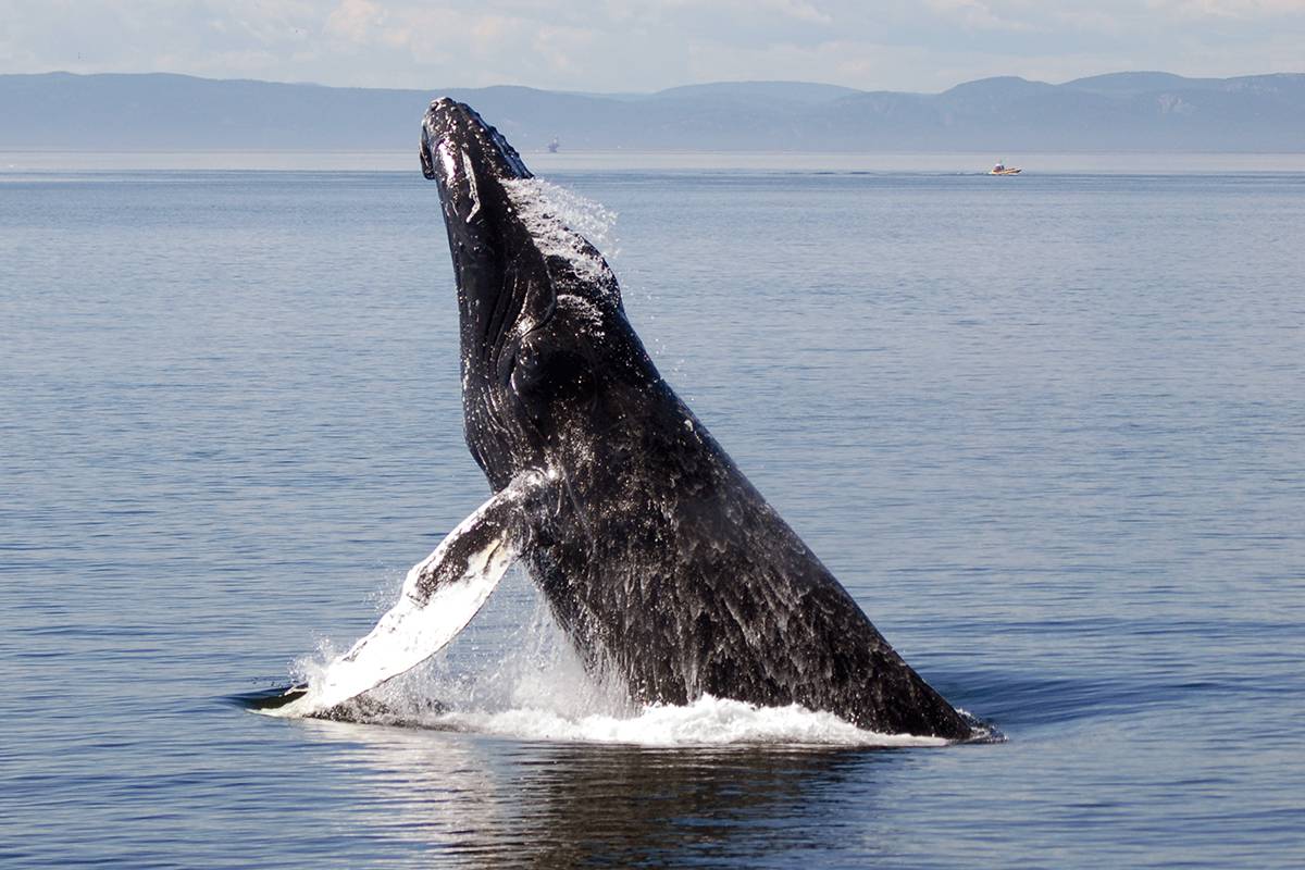 Saut de rorqual à bosse dans les eaux de l’estuaire du Saint-Laurent au Canada (Québec ; cliché J.-P. Sylvestre).