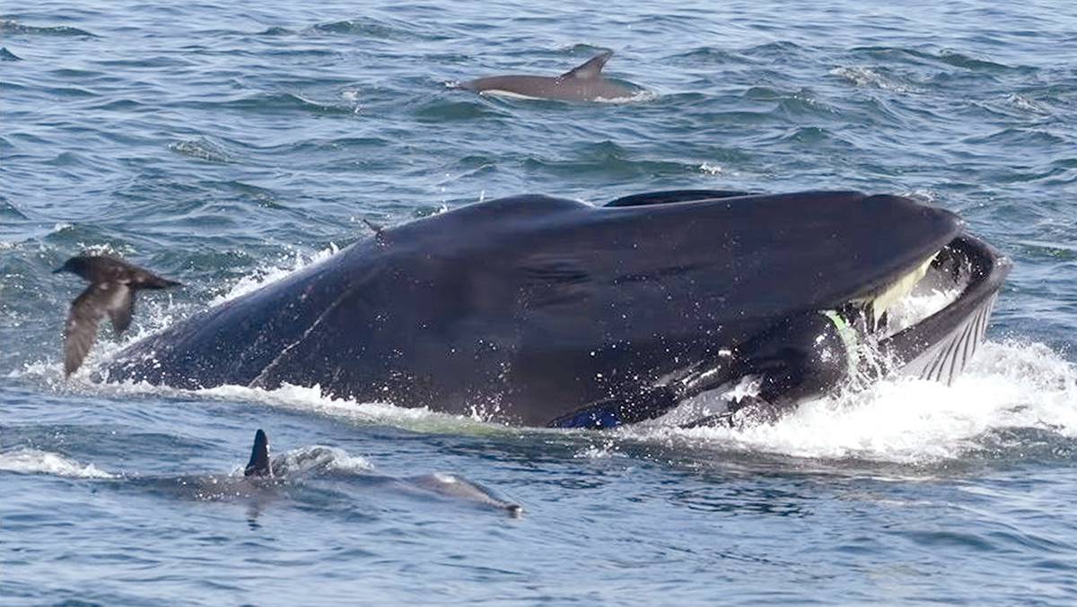 Photo étonnante montrant le plongeur Rainer Schimpf “engouffré” par un rorqual à bosse dans les eaux sud-africaines au large de Port Elizabeth en mars 2019. Ce mégaptère était en train de se nourrir sur un banc de sardines en même temps qu’un petit troupeau de dauphins communs à long bec (Delphinus capensis) lorsqu’il a accidentellement happé Rainer Schimpf (capture d’écran Barcroft Animals/Archives ORCA, Canada).